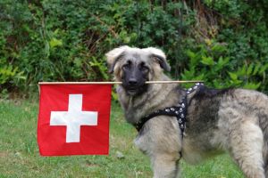 BnB Bettwil 1. August 15.JPG